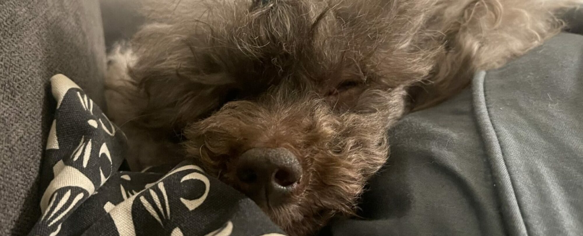 Sabrinas Futtergarage